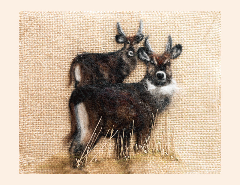 Art Kelly McLeod Waterbucks Solio